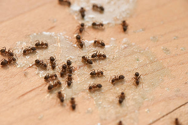 Trusted Goodland, KS Pest Control Experts
